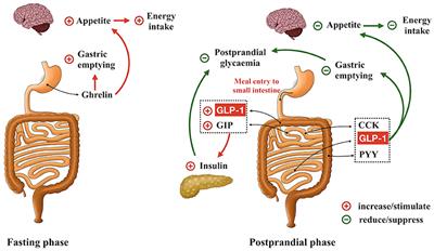 Role of Intestinal Bitter Sensing in Enteroendocrine Hormone Secretion and Metabolic Control